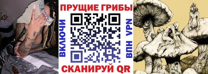 даркнет сайт  Холм  Псилоцибиновые грибы Psilocybe 
